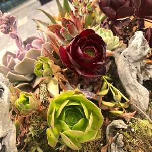 Meet your Posher, Roxy